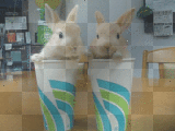 Bunnies Rabbits wiggling noses animated gif ~cbs