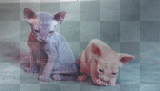 baby  sphynx kitty's