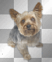 FANTASY VINTAGE GOTHIC DOG
