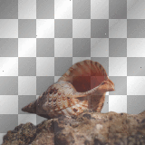 SUMMER SEA BEACH SHELL BACKGROUND