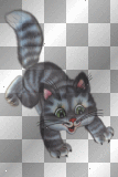 FANTASY FUNNY CAT