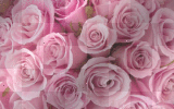 Roses~