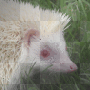 Albino African Pygmy Hedgehog