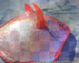 opah fish