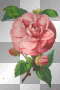 VINTAGE GOTHIC FLOWERS ROSE PINK