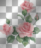 Transparent roses