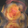 orange roses