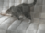 humor funny animals animated video