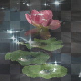 tulipe:animated lotus flower background