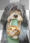chien chat
