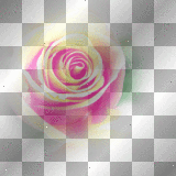 Rose flower