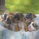 Basket of Pupsd 5 Square Inch   By BRU 