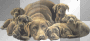 ♥ Dog family © by Nina