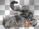 ♥ Cat & Mouse © by Nina