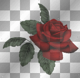 rose red