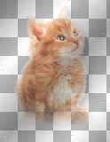 Kitty cat cute