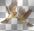 AM9505 oiseaux