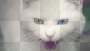 White hissin cat
