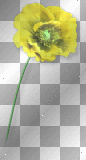 Flower poppy yellow 