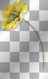 Flower poppy yellow