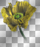 Flower poppy yellow