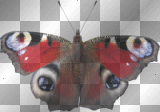 artemia transparent butterfly red-blue