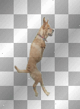 Dog with two legs