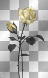 artemia transparent flower rose yellow-gold