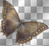 artemia transparent butterfly brown