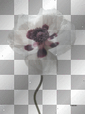 artemia transparent flower-poppy white
