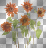 artemia transparent flower(s)-orange