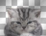 cat - by michelle1234oi™