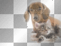 Dog and cat - by michelle1234oi™