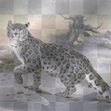 Animals  panther snowleopard Louise♥♥ 