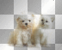 dog & cat - by michelle1234oi™