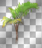 Palm leaves green