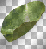 Water lily green leaves