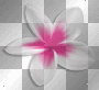 Spring summer flowers pink