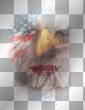 star spangled bald eagle face