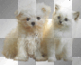 soave cat dog white