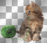 Kitten - TracyMcGibbon
