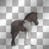 shetland pony