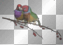 soave bird exotic red blue purple branch