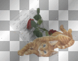 soave cat flowers red rose music 