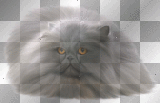 cat - by michelle1234oi™