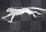 running white cheetah animation