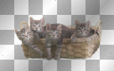 basket of kittens