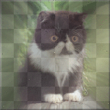 Kitten Persian Black and White Resized 5.5 Inches   By BRU