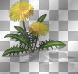 Dandelion Joyful226