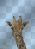  animal giraffe louise♥♥